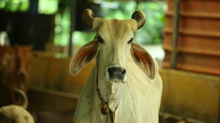 Benefits Of Cow Urine and Cowdungs