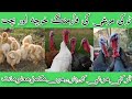 Turkey hen farming business in pakistan  turkey hen business profit  loss