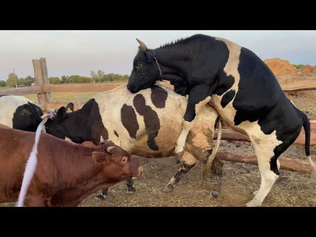 Бык трахает девку - смотреть порно видео онлайн Бык трахает девку - смотреть порно видео онлайн