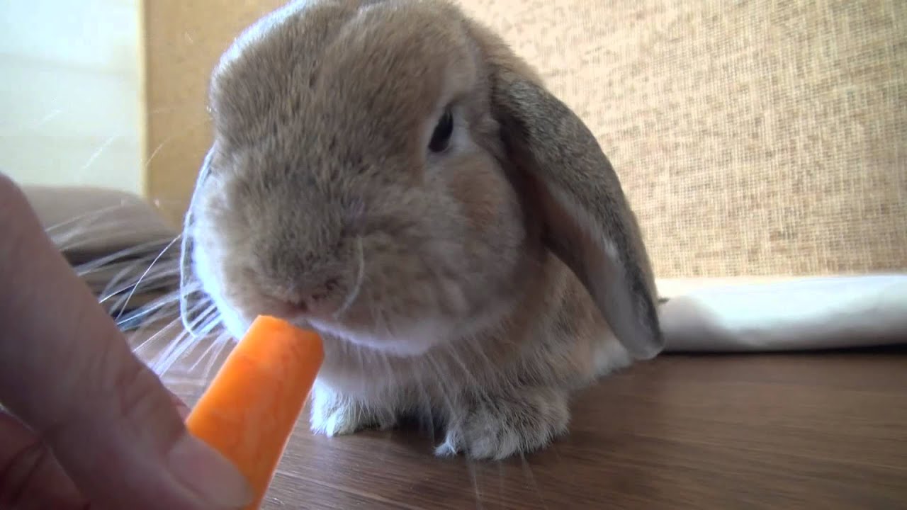 人参ガリガリ食べるです うさぎのチャップ The Rabbit Which Eats A Carrot Youtube