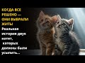 КОТЯТА, КОТОРЫХ ДОЛЖНЫ БЫЛИ УСЫПИТЬ   ПОЛУЧИЛИ ВТОРОЙ ШАНС НА ЖИЗНЬ! НО ТО, ЧТО СЛУЧИЛОСЬ ПОТОМ