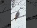 Длиннохвостая неясыть (Strix uralensis). #птицы #birds