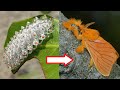 10 Amazing Caterpillars to Moths/Butterflies Transformations