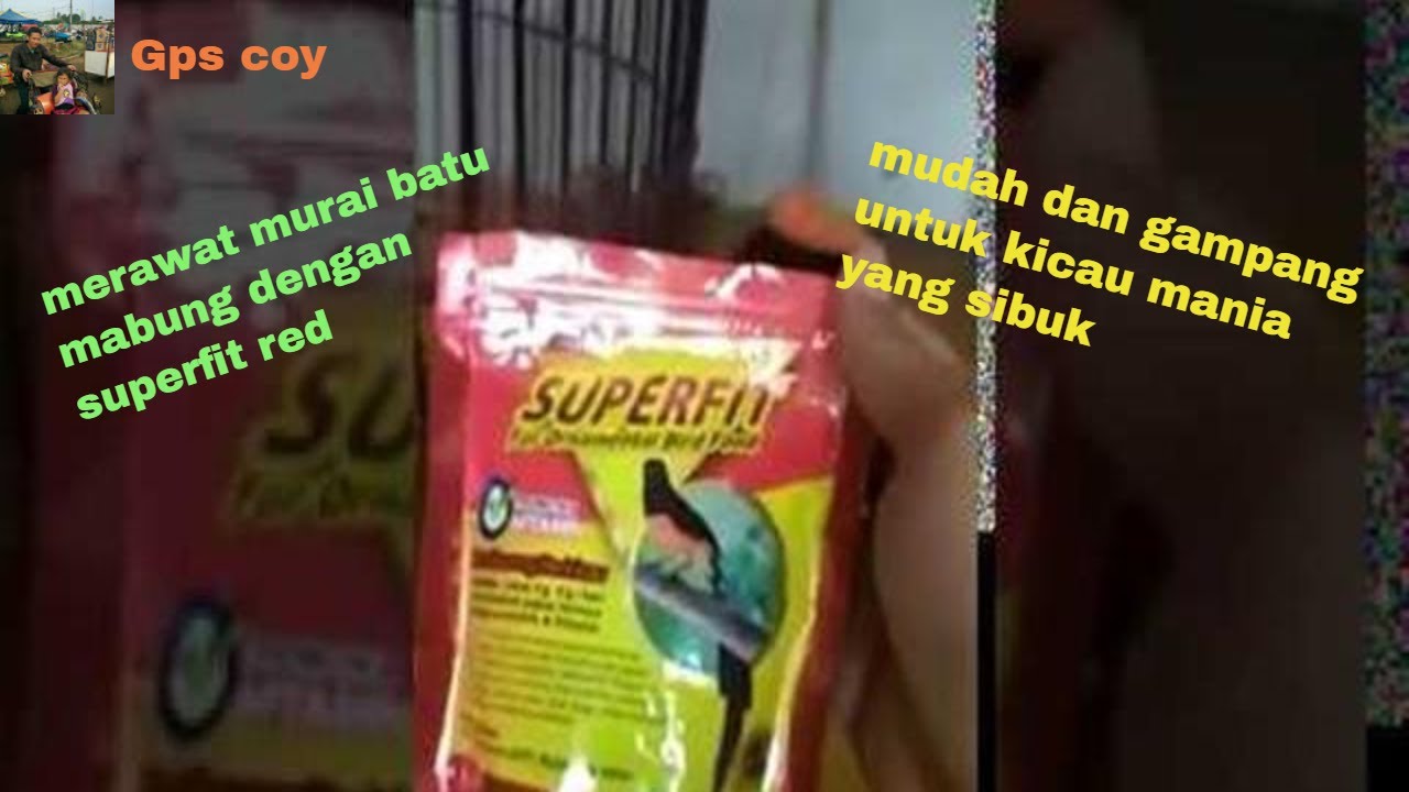 perawatan murai batu mabung dengan supervit red dan ulet hongkong-Gps coy