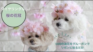 【簡単10分】春のお散歩にぴったり♡100均の桜を使った愛犬用の花飾り（花冠）の作り方！