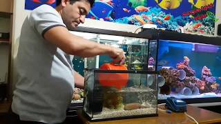 YAVRU BALIKLARA ÖZEL, akvaryum kurulumu, akvaryum balıkları, aquarium setup