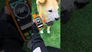 How to Properly Fit the eSEEK GPS Collar on Your Hunting Dog #eseek #GPSCollar