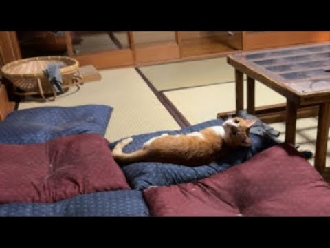 垂れ流し配信_夜_261019