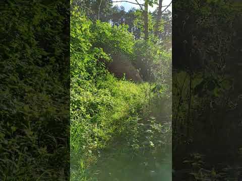 #nature #green #forest #sunset