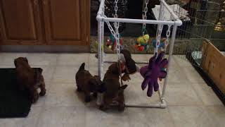 Wheaten Terrier pups at play by Doug Brown 101 views 3 years ago 1 minute, 24 seconds