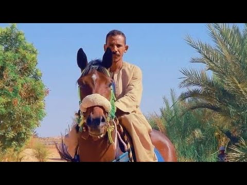 فوزالجواد البطل طبيب جراح على الجواد الخديوى ليلة فارس ٢٠٢٥