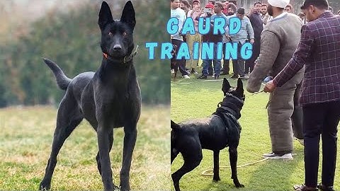 "Mastering Canine Protection: The Ultimate Dog Guard Training Guide"||Aggression||dogs