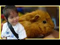 We Got A Pair of Guinea Pigs | China Vlog