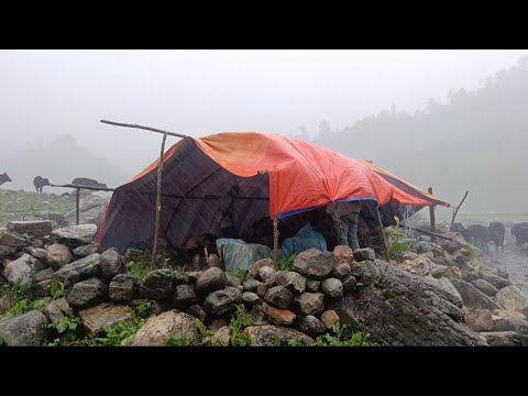 This is Himalayan Mountain Village Life During the Heavy Rain || Rural Activity In Nepali Village ||
