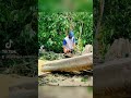 [22 Nov. 2024] Acerrando los arboles caídos por las tormentas tropicales.