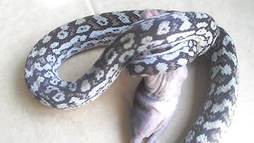my murray darling python feeding