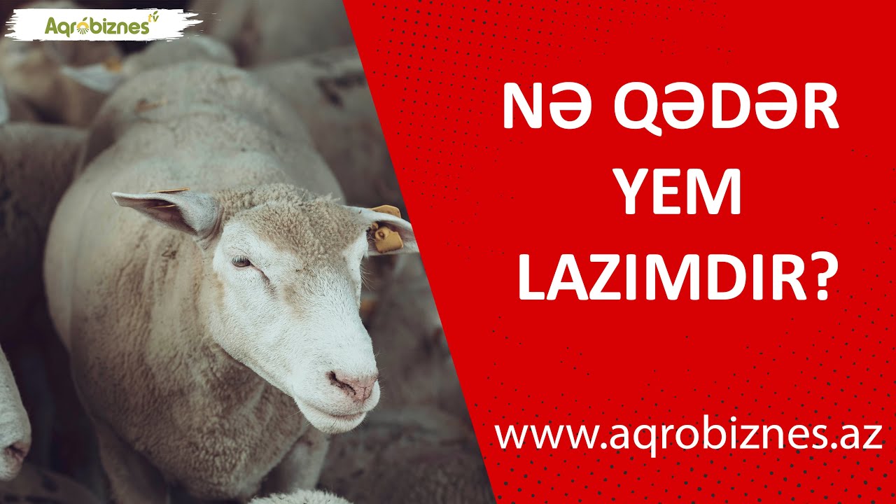 Bir heyvana il boyu nə qədər yem lazımdır?