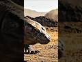Komodo Dragon Venom Theory Suppressed for Years Due to Ego and Resistance #komododragon #venomous