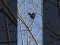 ok, as it turns out, not a female Red-winged Blackbird. thinkin they're not here yet....