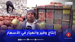 الوادي: الفلاحون يدقون ناقوس الخطر بسبب إنهيار أسعار البطاطا