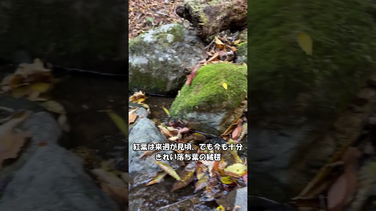 御岳山ロックガーデンで紅葉さんぽ―2025年 #奥多摩湖 #紅葉 #御岳山