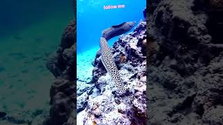 TheMind-Blowing Truth#SeaSnake#DeadlyAnimals#NatureShorts#YouTubeShorts #ViralShorts