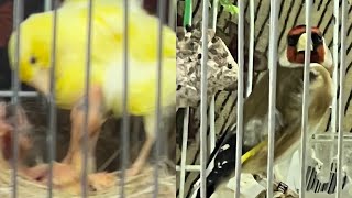 Breeding Northern Dutch Frill Canary’s Season￼ 2022(video)2 screenshot 5