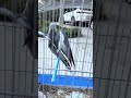 Lonely Cockatiel in a Cage 🐦💔 | Soft Aesthetic Bird Moment #shorts #cockatiel #birds