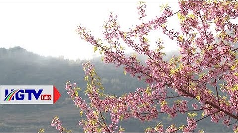 Sắc hoa Anh Đào rực rỡ trên Cao nguyên đá