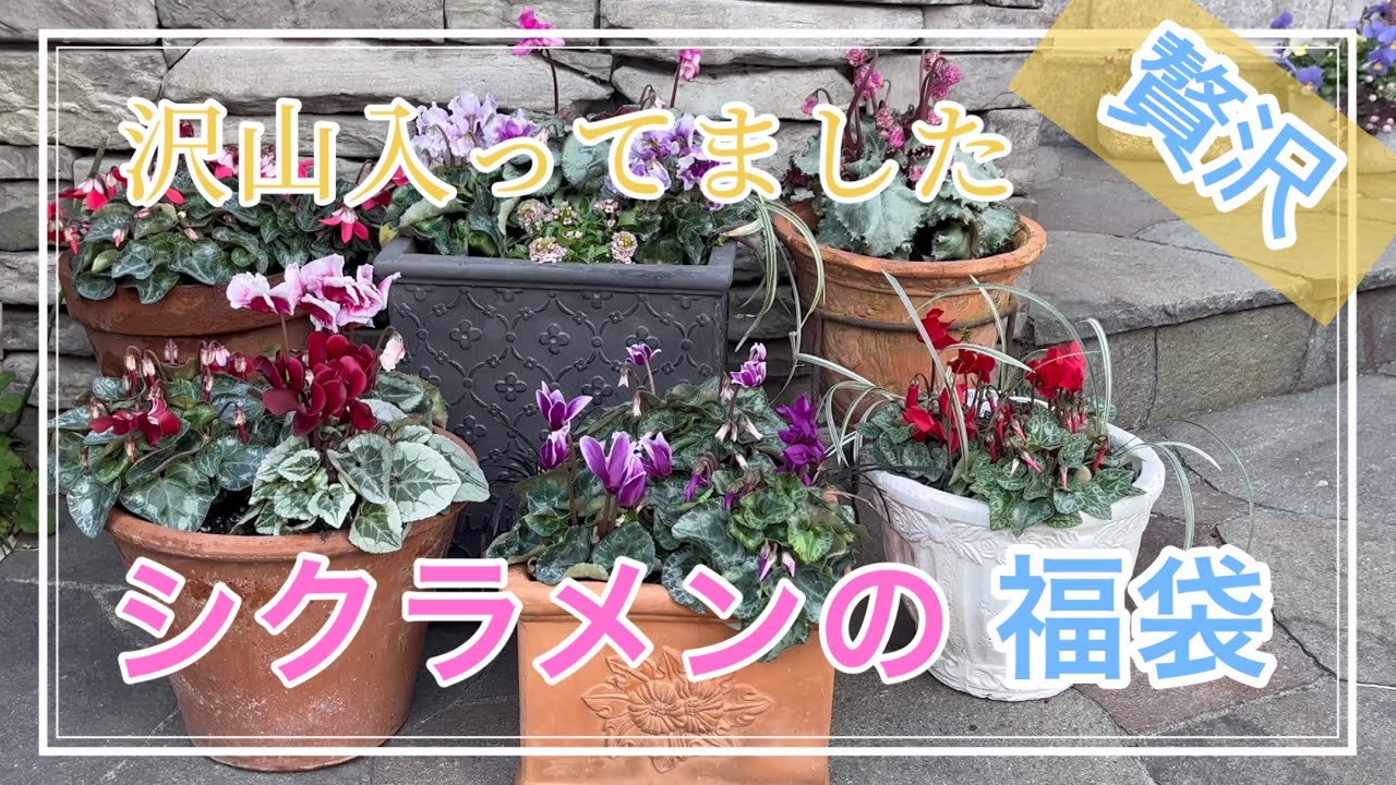 ガーデニング】シクラメンの福袋を購入しました✨フリル