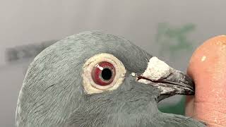 Marcelis 238