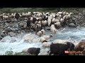 sheep herd crossing the stream || sheep farm ||