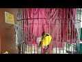 Mantenan Betina Gacor Masteran Burung Kicau Mp3 - Mp4 Download