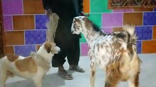 Real First Dog The Life Goat 2021