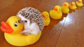 Cute and Funny Moments with 🦔 Hedgehogs Compilation : 12 Interesting Facts about Hedgehog