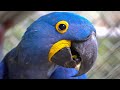 The World's Most Beautiful Parrot | Hyacinth Macaw