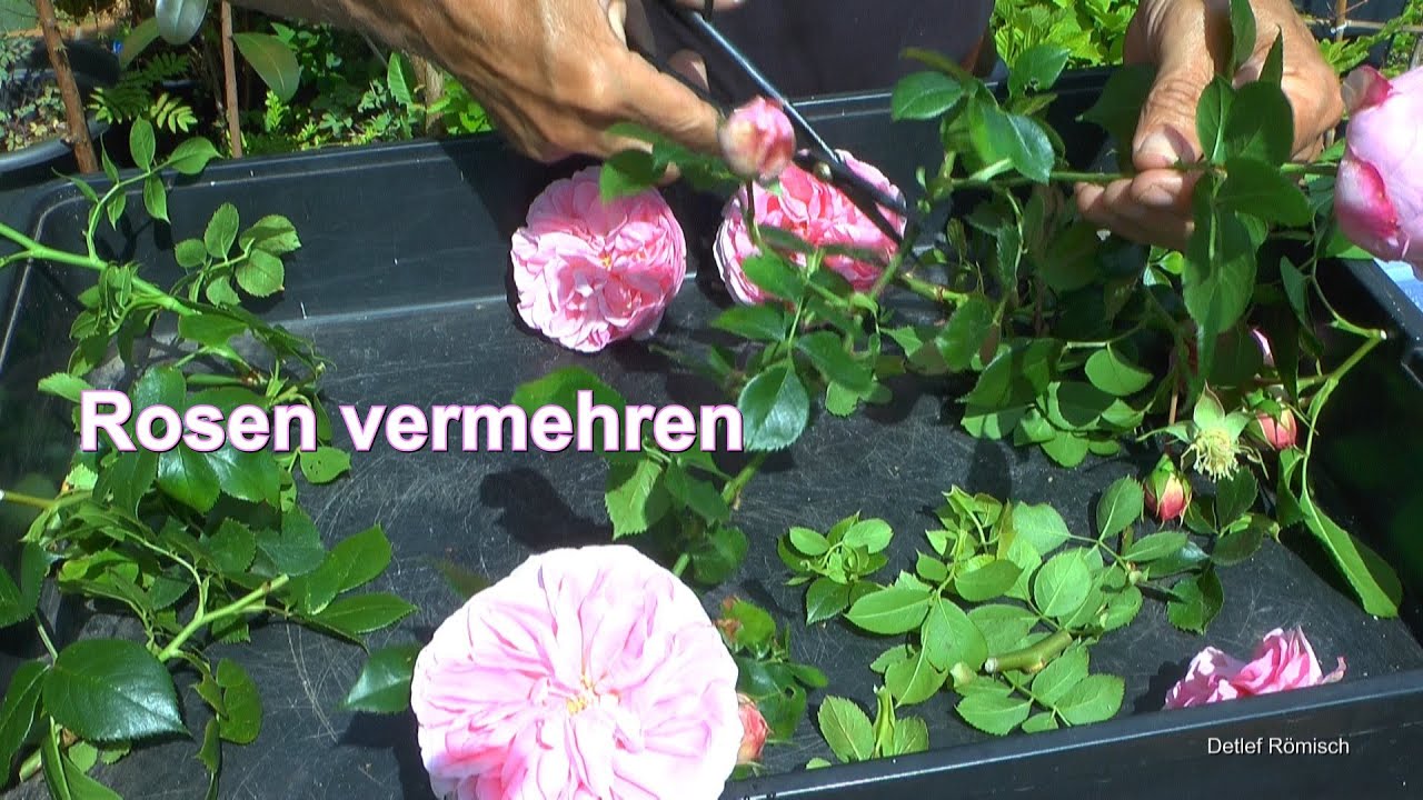 Fabelhafte Wie Vermehre Ich Rosen Bild