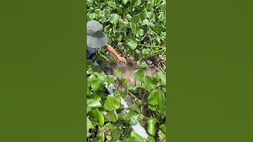 Câu tôm thiên nhiên sông Hậu. Đi tìm con tôm càng xanh 500g !