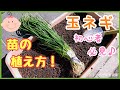 切っちゃうの？分かる♪苗の植え方【タマネギ栽培】プランター家庭菜園
