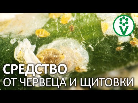 Видео: Мучнистые червецы в саду – борьба с мучнистыми червецами на уличных растениях