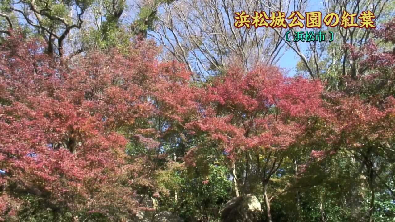 浜松城公園の紅葉 Youtube