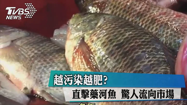 越污染越肥？直击药河鱼　惊人流向市场 - 天天要闻