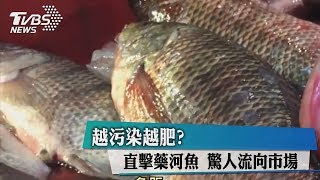 越污染越肥？直擊藥河魚　驚人流向市場