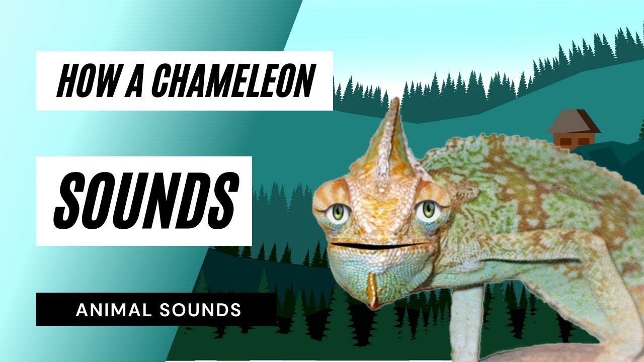 How A Chameleon Sounds how a chameleon sounds / sound effect