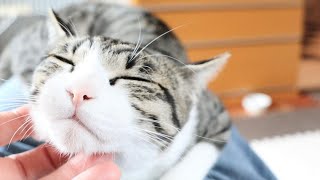 【癒し猫】猫と過ごす至福のひととき。 by ぬくもり猫 1,244 views 2 months ago 6 minutes, 21 seconds