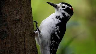 Great Spotted Woodpecker