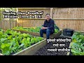 Rayo saag | रायो साग | Growing Giant Broadleaf Mustard Greens | Nepali Family UK Vlog | Gardening