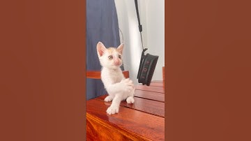 Watch This Kitten