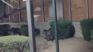 Javalinas Are Real by FROSTY Life 745 views 1 year ago 26 seconds