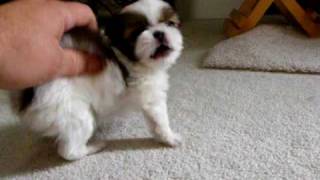 Japanese Chin Puppy playing!